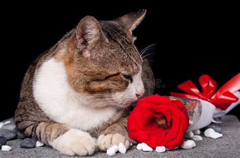 Cat With A Red Rose And Red Heart Stock Photo Image Of Romantic