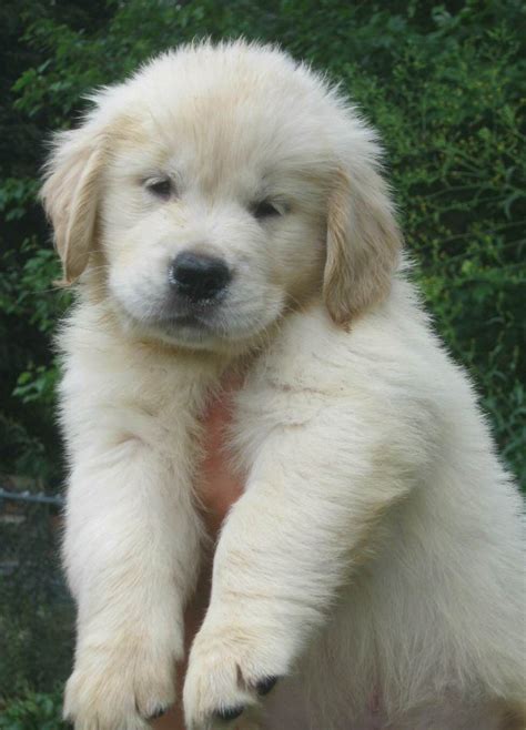 Max Golden Retriever Puppies For Sale Born On 06092019