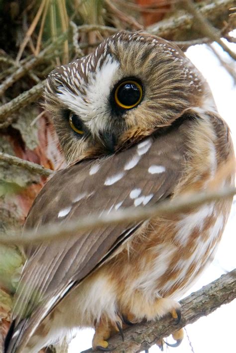 Wordless Wednesday Northern Saw Whet Owl Iowa Natural Heritage