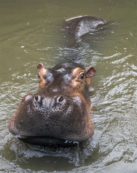 Tür auf, elefant raus, giraffe rein, tür zu. Konstik (Konstik) - Photos - Seite 2