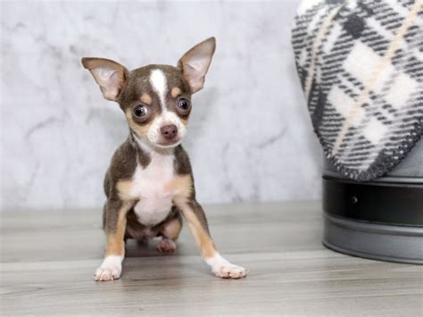Petland florida has top quality puppies from the top 2% usda breeders available for purchase. Chihuahua DOG Fawn ID:2954979 Located at Petland Lewis Center