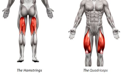 Gluteus maximus (largest), gluteus medius. Cuatro estiramientos estáticos para cuádriceps e ...