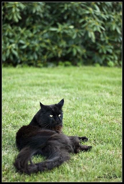 I figured i would try and farm the animals that it requires and saw it takes a farric tiger alpha and thought to myself, i've never seen a tiger enemy outside of harbinger i'm pretty sure. _DSC1862 | The danish black cat | By: RaSeBo | Flickr ...