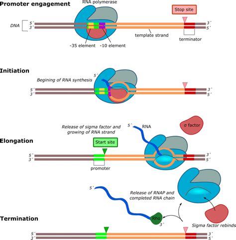 Graphic Representation Of The Bacterial Transcription Process