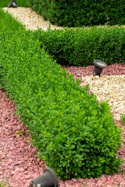 Growing Boxwood Shrubs How To Add Year Round Deer Proof Foliage