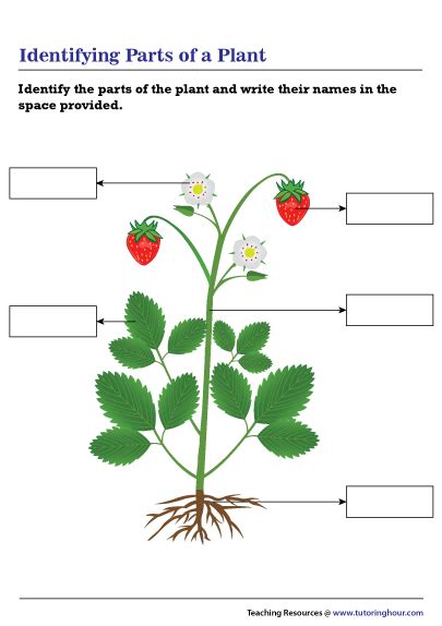 Parts Of A Plant Worksheets Worksheets For Kindergarten