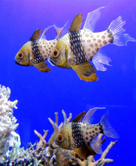 Free Images Underwater Fauna Vertebrate Goldfish Organism Marine