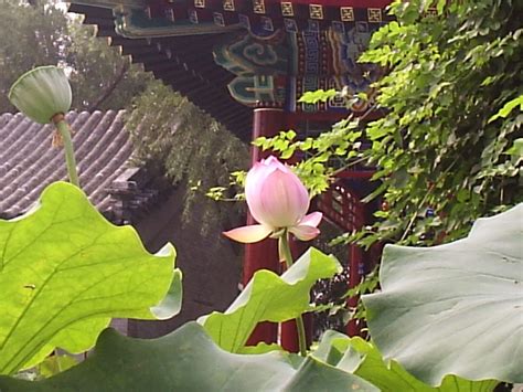 Flowers In Chinese Culture Continental Imprints