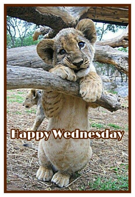 Happy Wednesday Cute Animals Baby Animals Animals