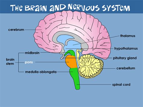 The central nervous system (cns) includes the brain and spinal cord (see figure below ). Your Brain & Nervous System | Brain nervous system, Nervous system anatomy, Peripheral nervous ...
