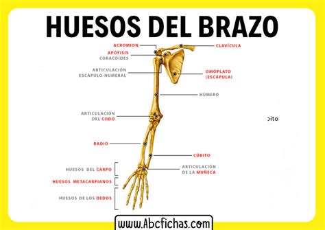 Anatomía Y Huesos Del Brazo Humano
