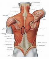 Muscle Exercise For Trapezius Photos
