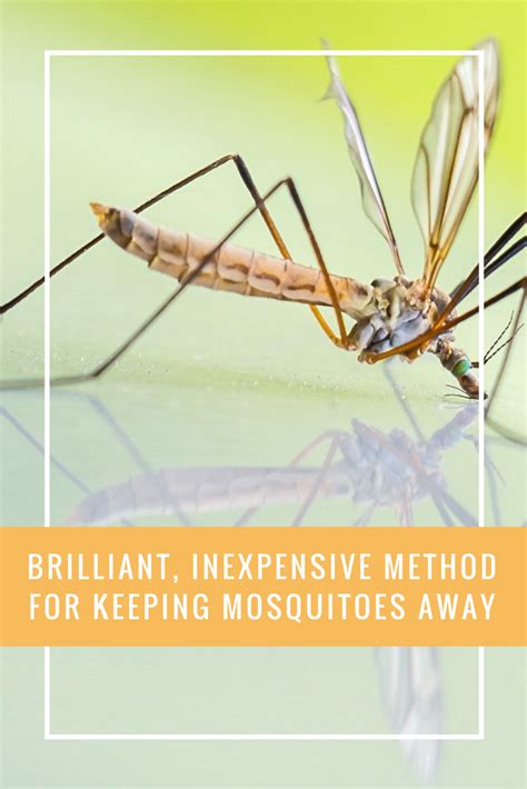 Brilliant Inexpensive Method For Keeping Mosquitoes Away Mosquito