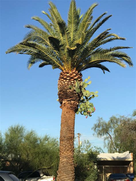 This Cactus Growing On A Palm Tree Rmildlyinteresting