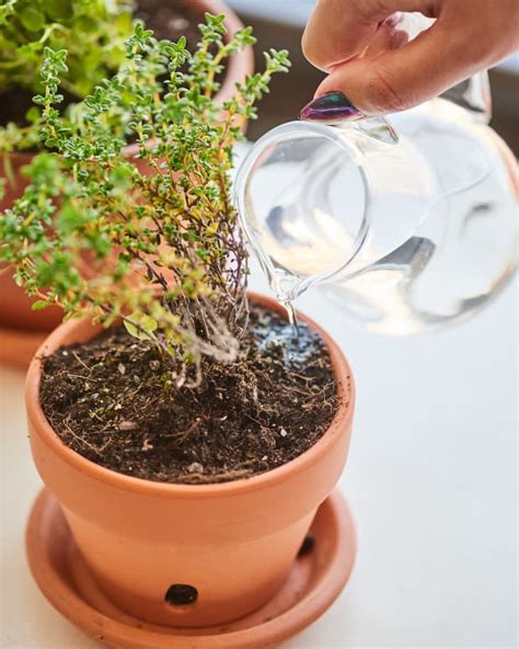 Check spelling or type a new query. How to Grow Thyme Plants Indoors | Apartment Therapy