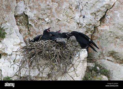 Raven Corvus Corax Feeds Young At Nest Site Uk Stock Photo Alamy