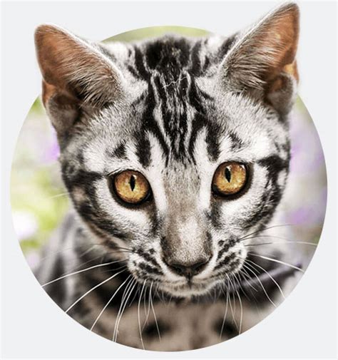 Check spelling or type a new query. Bengal Cat Breed Information | Wild & Sweet Bengals