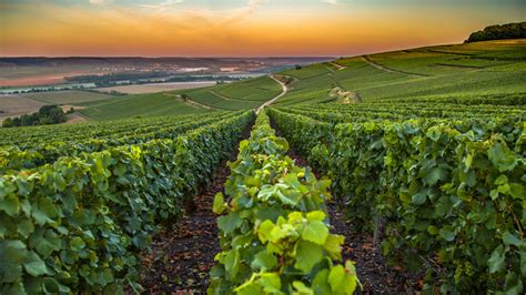 Champagne Wine Region France Some Of The Best Vineyards Framey