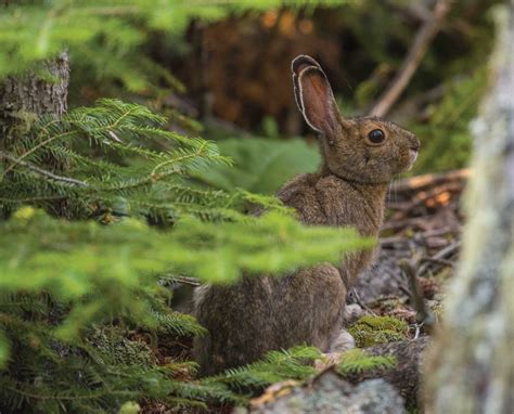 Hunting Snowshoe Hare with Versatile Hunting Dogs - Tactics and Theories