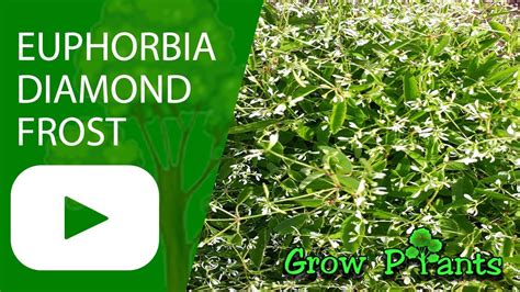 Diamond frost euphorbia is the perfect companion in my container fairy gardens. Euphorbia Diamond Frost - grow & care - YouTube