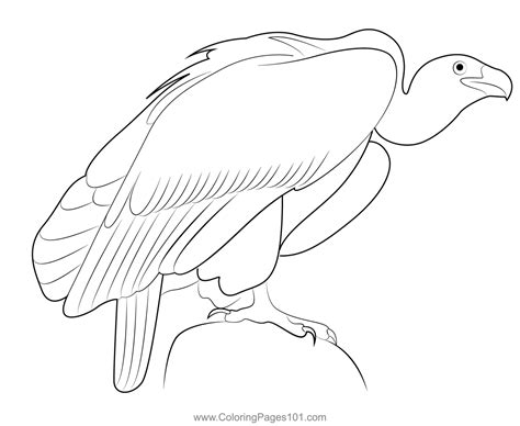 Vulture Coloring Page For Kids Free Hawks And Eagles Printable