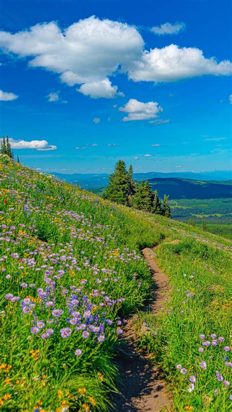 Mountain Pathway Between Grass Field And Flowers In