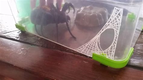 How should you treat a i never use the common names of spiders in books, movies, or the media though. My pet Black Widow she's my own spider and her name is ...