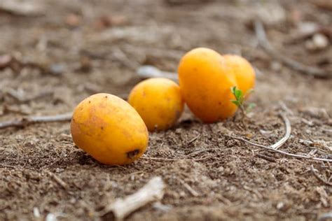 All About The Hog Plum Minneopa Orchards