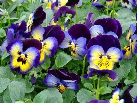 Pansy Matrix Midnight Glow