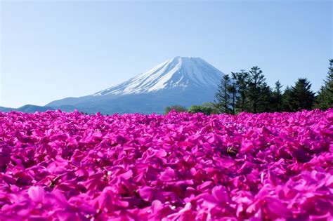 The Fields At The Base Of Mt Fuji Have Turned A Bright Pink But Its