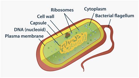 Draw A Neat Labelled Diagram Of Prokaryotic Cell Hd Png Download Kindpng