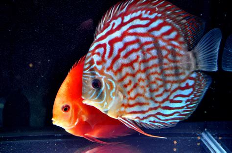 Discus Tropical Fish Wallpapers Hd Desktop And Mobile Backgrounds