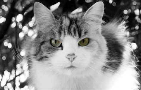 Free Images Black And White Animal Cute Isolated Pet Fur