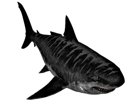 While the popular 2018 movie, the meg, pits. 3D Animal Game ready - megalodon | CGTrader