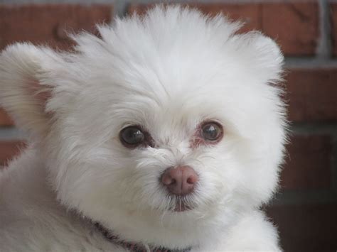 Pomeranian Poodle Mix Grooming Pets Lovers