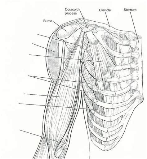 Exercise 15 Gross Anatomy Of The Muscular System Flashcards Easy