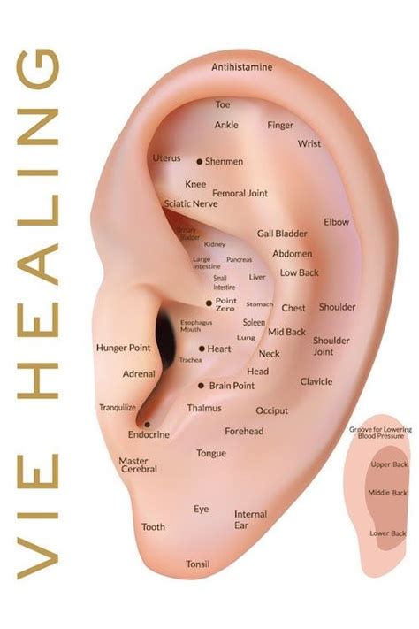 Ear Seeds Acupuncture Chart