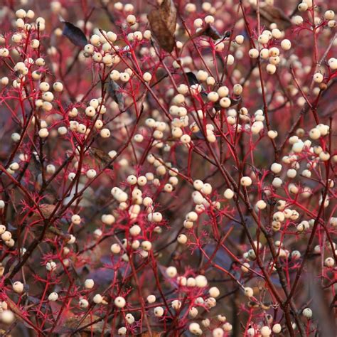 The shrub red twig dogwood is at its best in winter, with flaming red stems that are beautiful against drab skies. Franklin & Marshall - Red Twig Dogwood - Cornus sericea