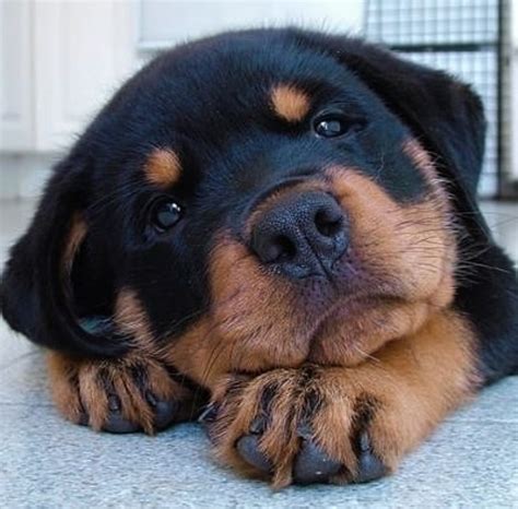 Rottweiler Puppies For Sale | Wilmington, NC #330652