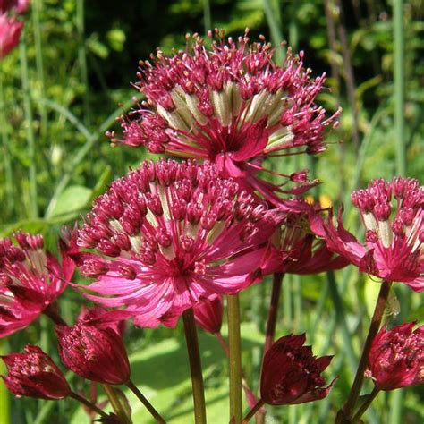 Astrantia Claret Masterwort Tall Red Flowering Herbaceous Perennial