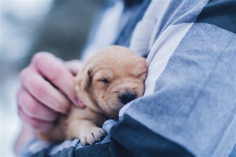 5 Of The Best Dog Breeds For Families With Young Children