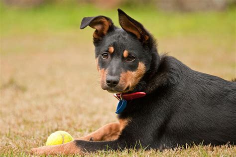 To the foundation of the australian kelpie breed came from the scottish rutherford, or north country. Meet the Australian Kelpie!