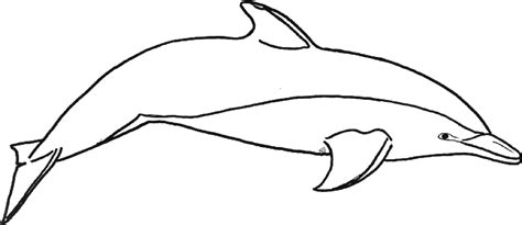 Dolphin Drawings Outlines Sketch Coloring Page