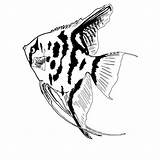 Coloring Angel Fish Flipper sketch template