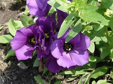 Articoli magici e interessanti che non puoi trovare altrove. Lisianthus - Piante da giardino - Lisianthus giardino