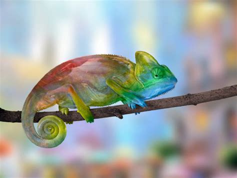 Best Rainbow Chameleon Stock Photos Pictures And Royalty Free Images
