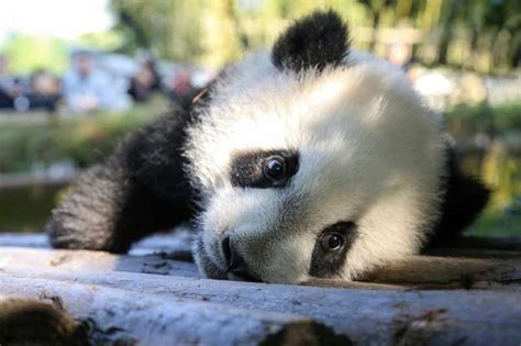 El Total Mundial De Pandas Cautivos Asciende A 548 Ejemplares