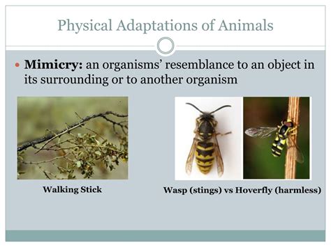 Ppt Plant And Animal Adaptations Powerpoint Presentation Free Download