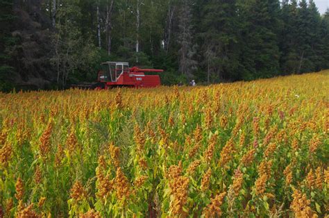 Le Québec tente la culture du quinoa