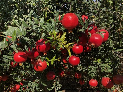 Pomegranate | Greenland Perú, exportación de frutas y verduras de alta calidad, Perú